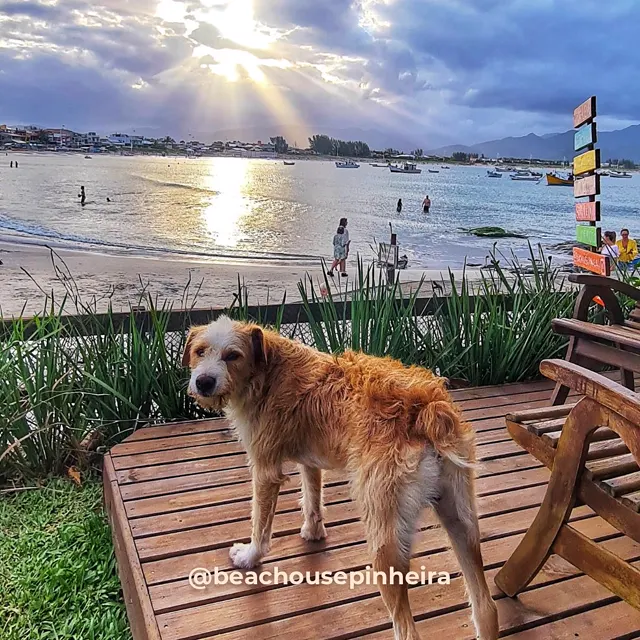 Cachorro no deck com o sol sobre o mar