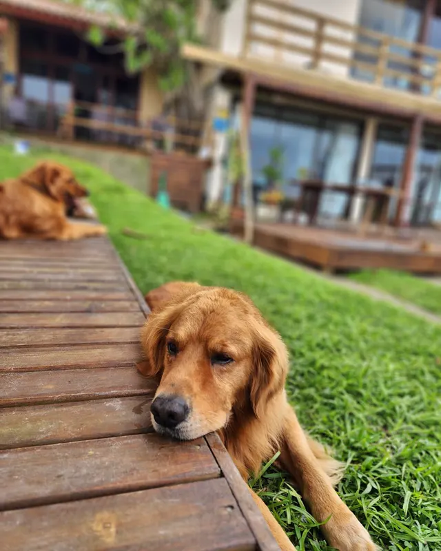 Golden retriever deitado no deck, no gramado da casa
