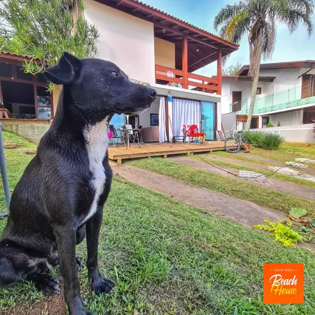 Cachorro preto no gramado em frente à casa